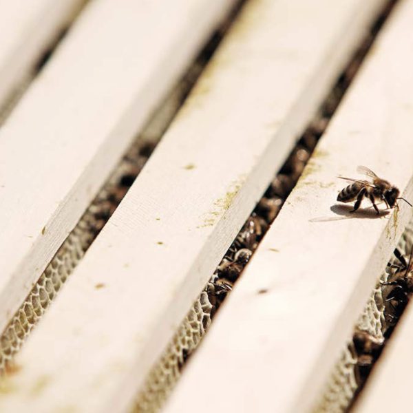 Bio-Bienenpatenschaft Österreich - Wien