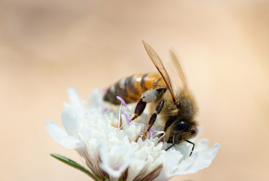 Biene in einer Blüte
