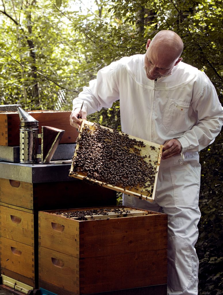 Thomas Zelenka Bienen
