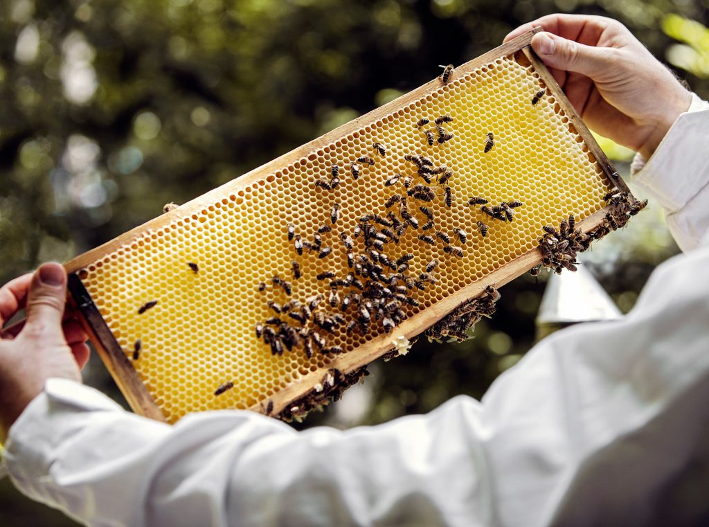 Thomas Zelenka mit einer Bienenwabe