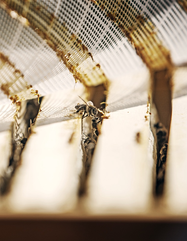 Bienen auf einer Wabe aus der Nähe